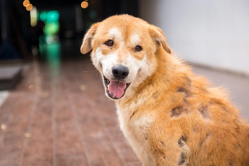 Scabies in Dogs: Causes, Symptoms, and Care (Vet Answer)