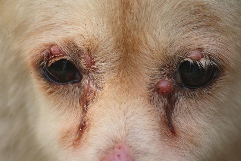 Bump on a Dog’s Eye: Causes, Signs & Care (Vet Answer)