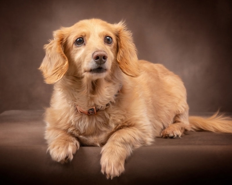 english cream dachshund on sofa