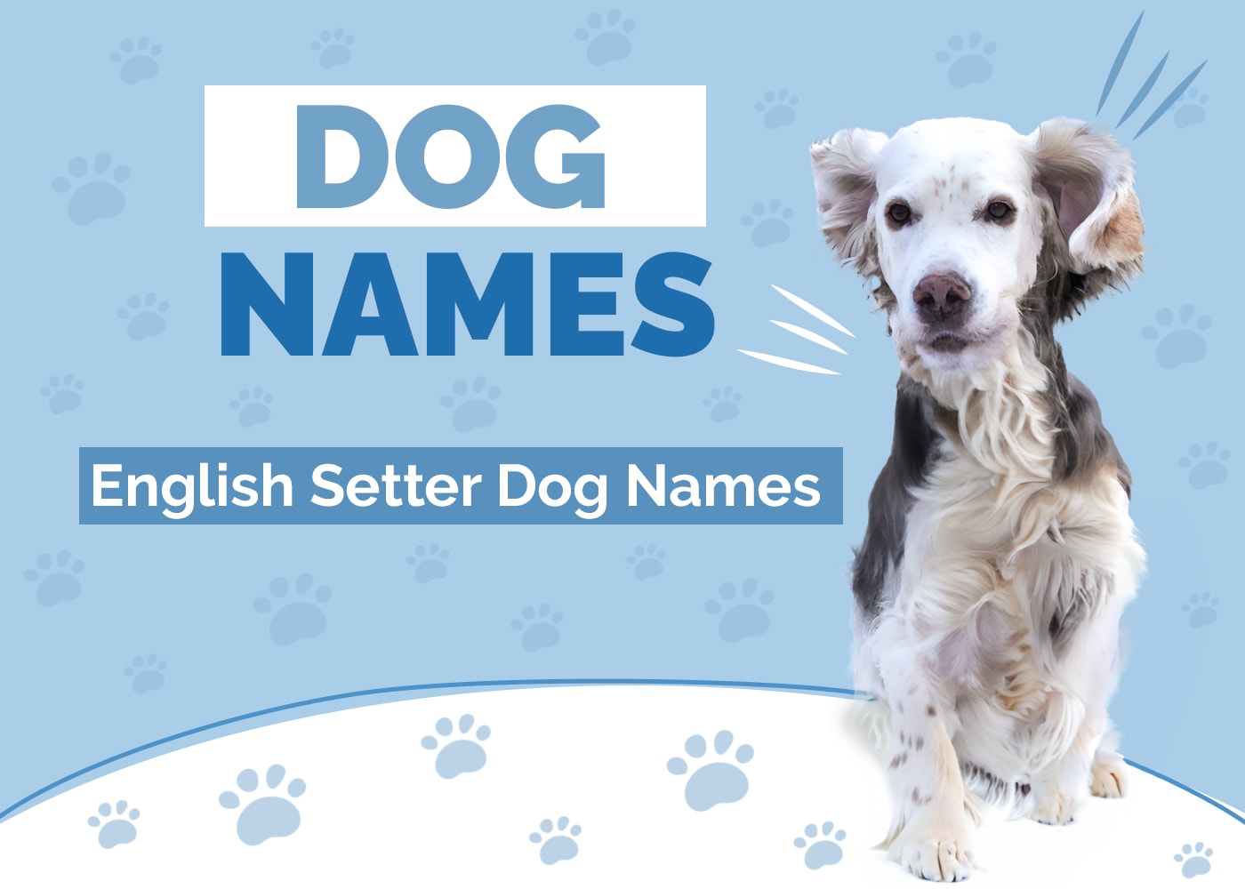 100+ English Setter Dog Names: Ideas for Gorgeous Hunting Dogs