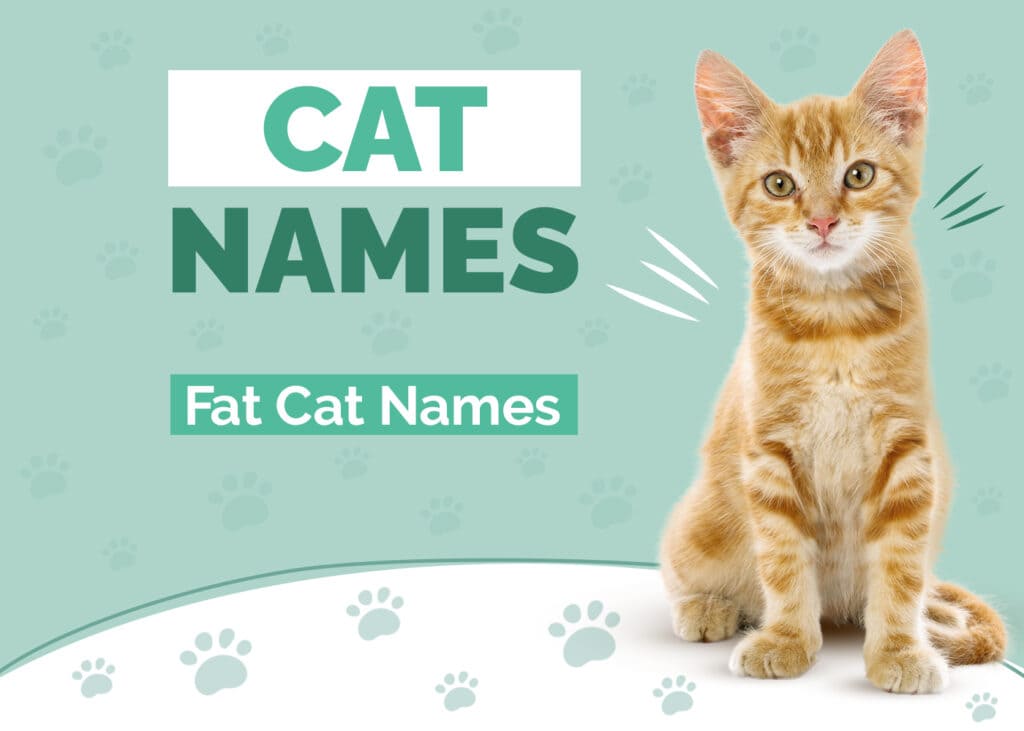 300+ Fat Cat Names: Our Top Picks For Your Big And Bold Cat