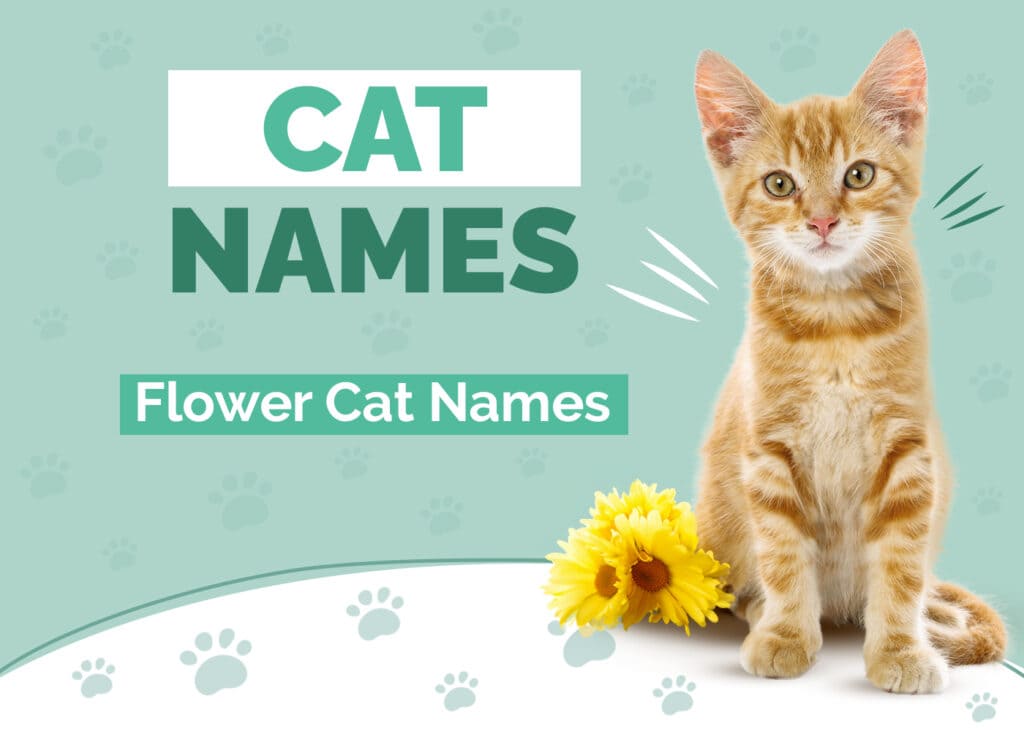 110 Flower Names for Cats: Our Top Picks for Your Charming Cat