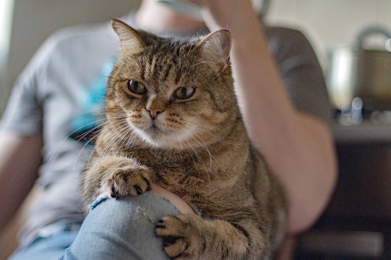 Why Does My Cat Knead Me? 10 Possible Reasons