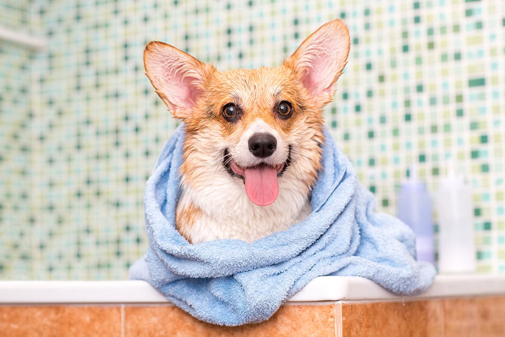 What Dog Shampoos Do Groomers Use? What Do They Normally Look For?