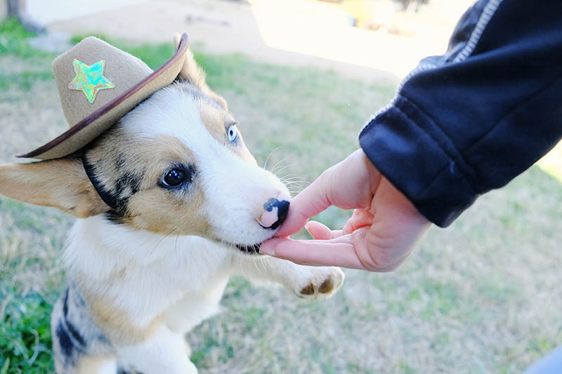 giving treats to a cowboy corgi