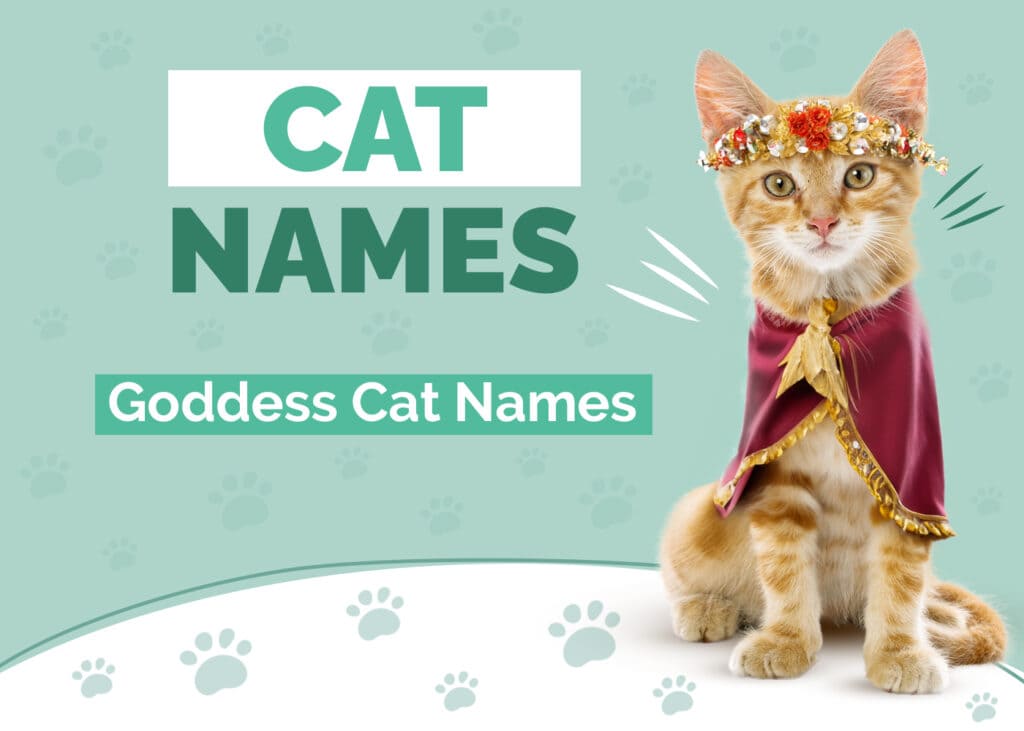135 Goddess Cat Names to Make Her Feel Special