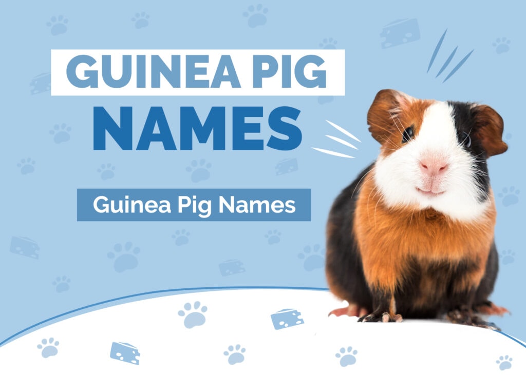125 Cute Names for Guinea Pigs (Male, Female & Pairs)