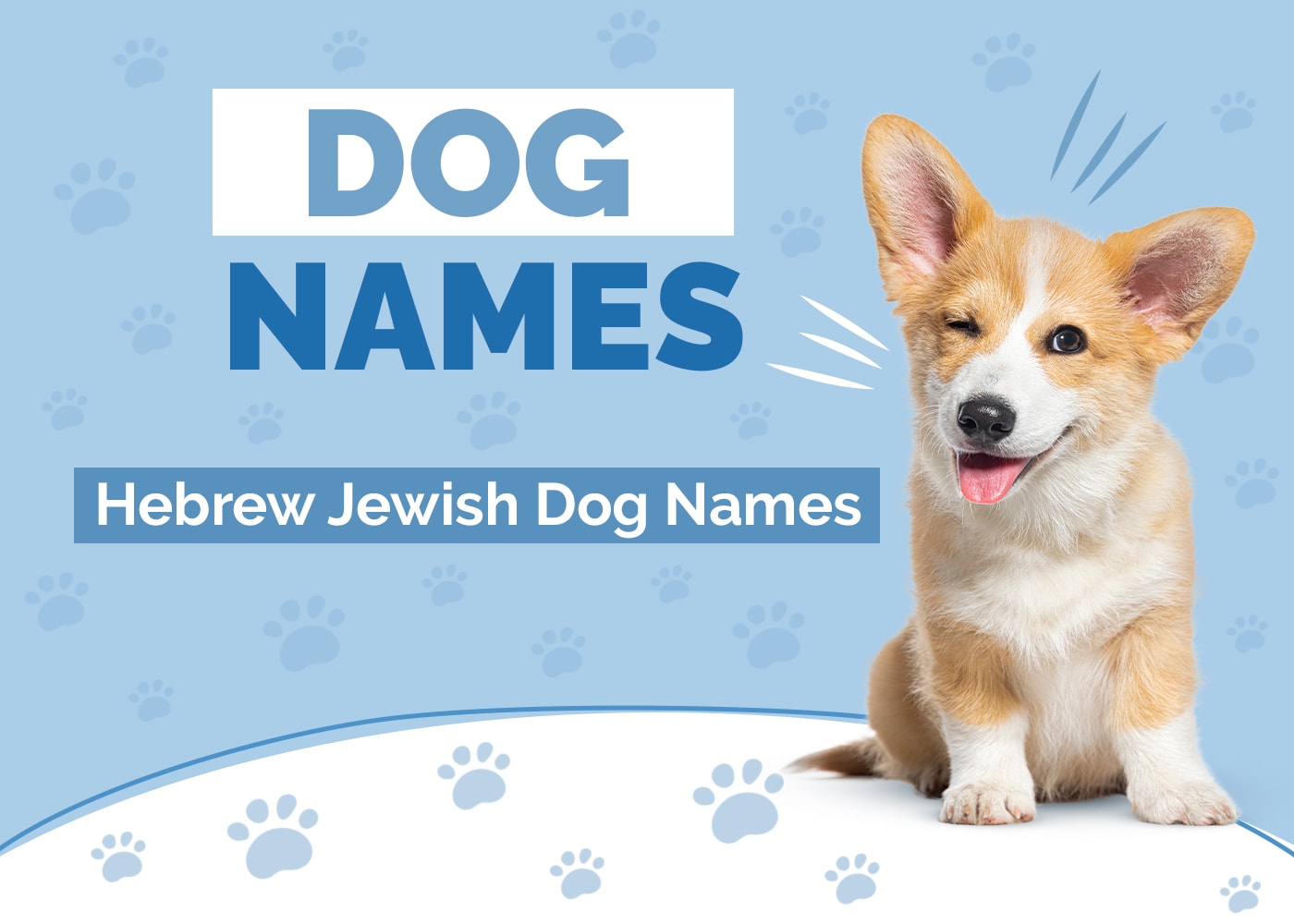 110 Hebrew & Jewish Dog Names: Yiddish & Fun Ideas