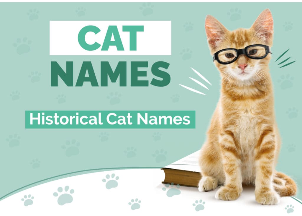 150+ Historical Cat Names: Male & Female Choices