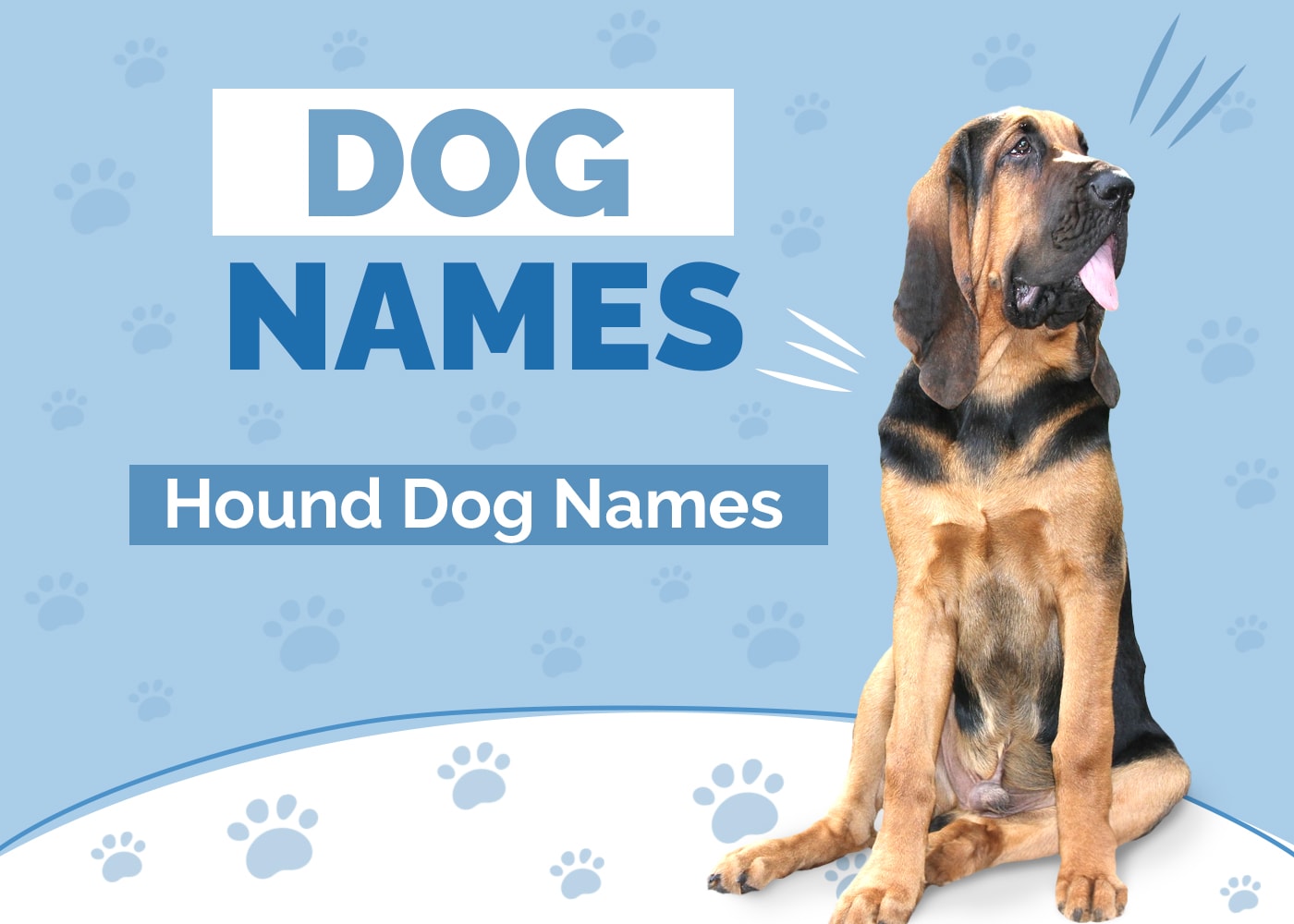 100+ Hound Dog Names: Ideas for Hunting & Tracker Dogs