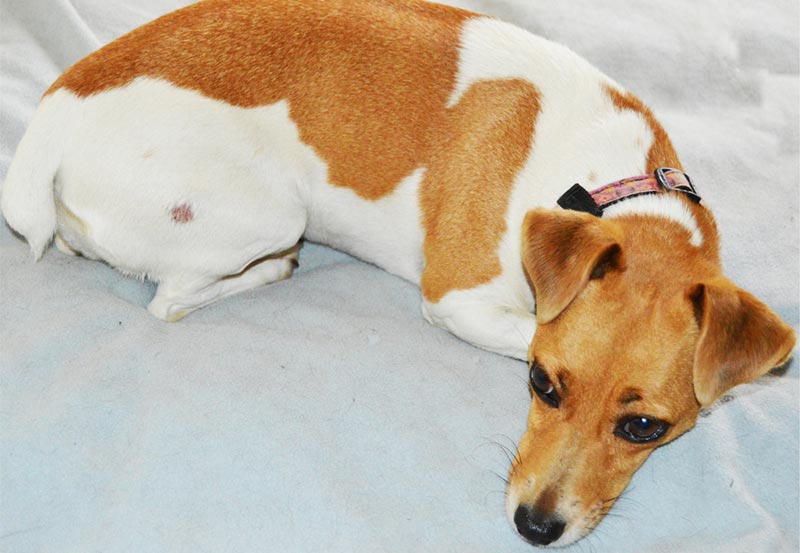 Ringworm in Dogs: Signs, Causes, & Treatments (Vet Answer)