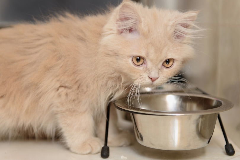 Do Anti-Vomiting Cat Bowls Really Work? Vet-Approved Facts & FAQ