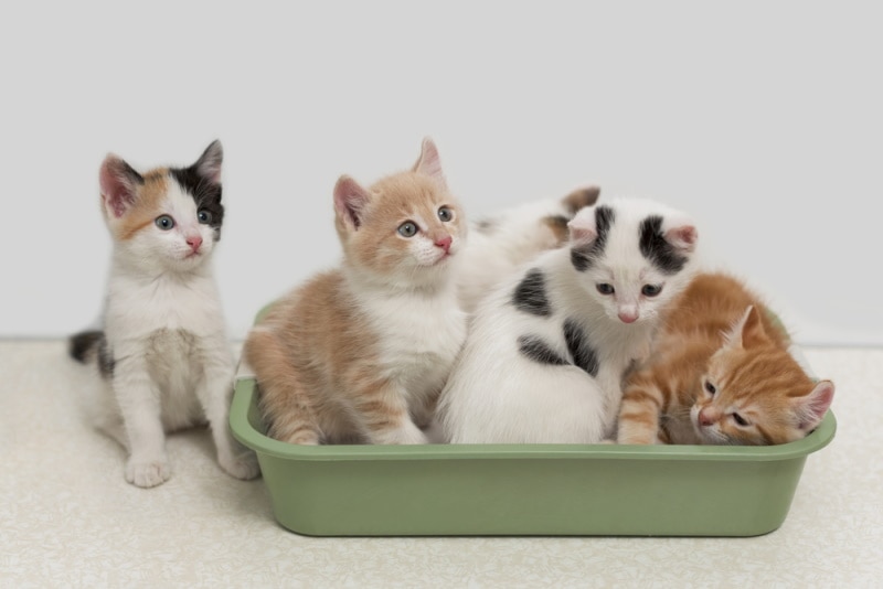 How to Train Your Kitten to Use the Litter Box: Expert Advice, Tips & Tricks