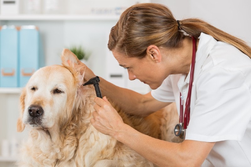 Golden Retriever Ear Infections: Identification & Care Guide (Vet Answer)