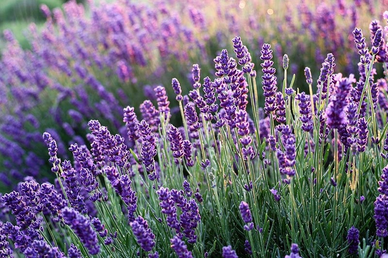 Will Lavender Calm Dogs? Vet-Reviewed Science