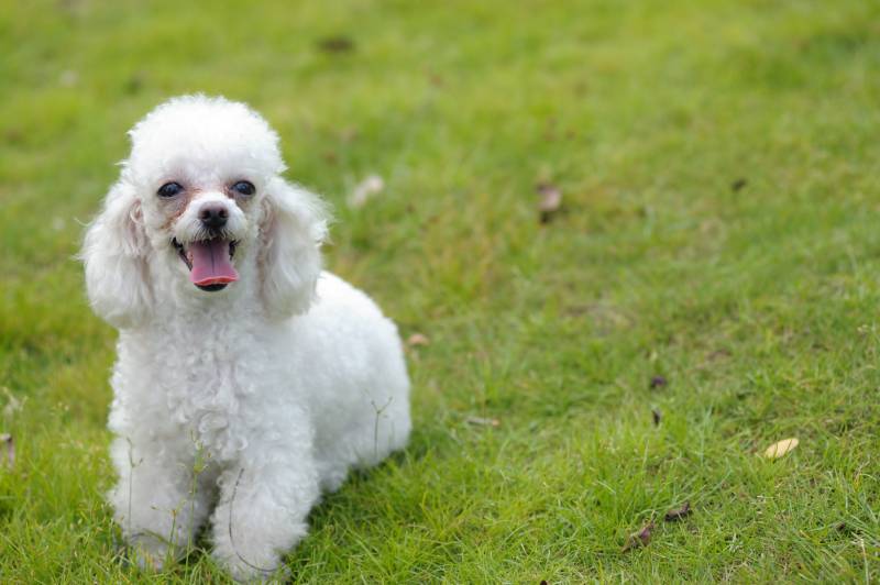 Do Poodles Shed? Vet-Approved Care Facts & Tips