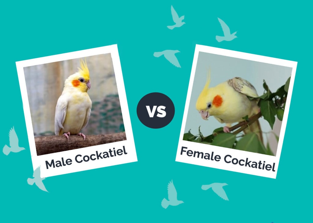Male vs Female Cockatiel: What’s The Difference? (With Pictures)