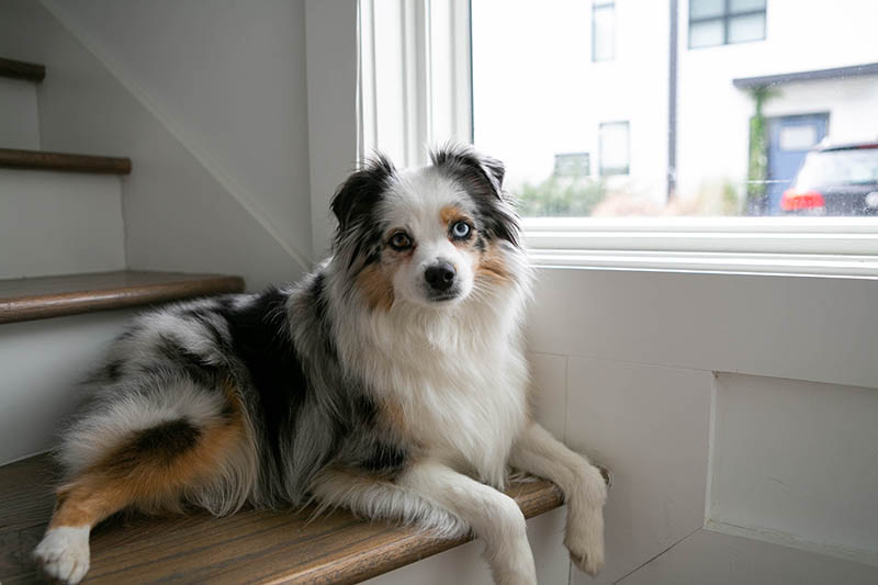 Do Mini Australian Shepherds Bark a Lot? What You Need to Know!