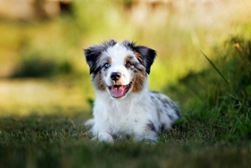 mini australian shepherd lying on grass