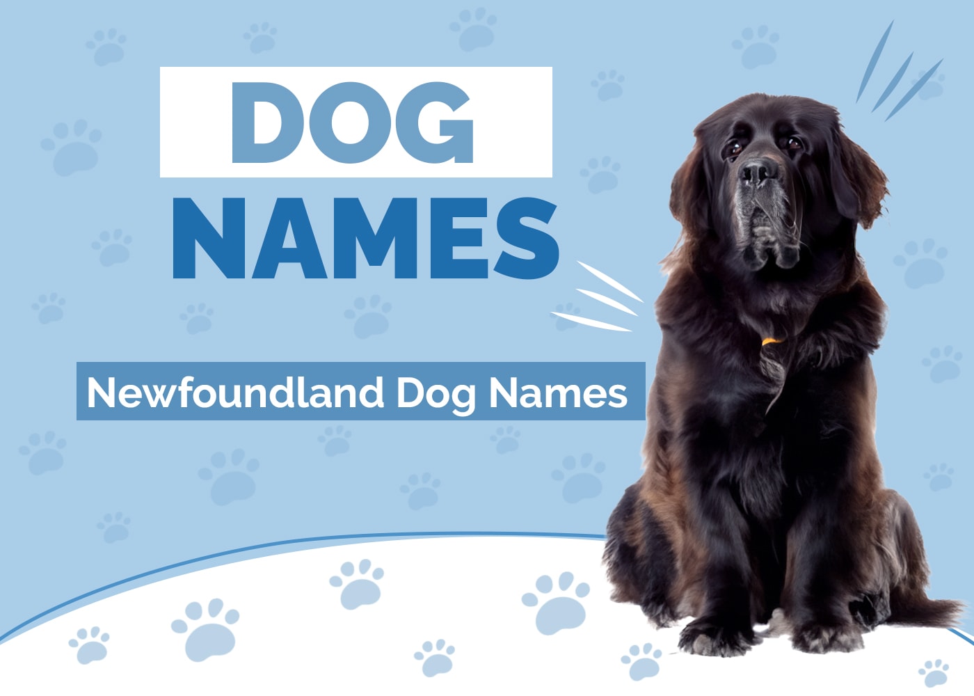 100+ Newfoundland Dog Names: Top Giant & Gentle Ideas
