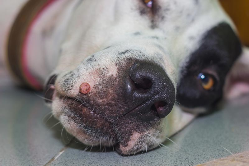 Oral Papilloma in Dogs: Causes, Symptoms, and Care (Vet Answer)