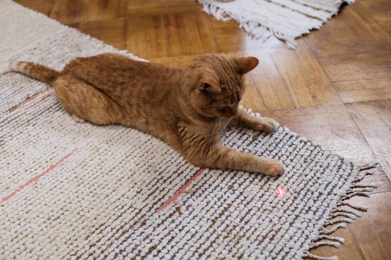 Do Cats Understand Laser Pointers? Vet-Verified Facts & Considerations