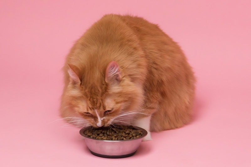 9 Best Cat Foods for Kidney Disease in Australia - 2026 Reviews and Top Picks