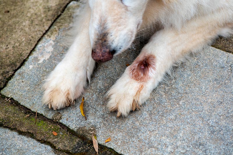 Cuterebra (Warbles) in Dogs: Causes, Symptoms, and Care (Vet Answer)