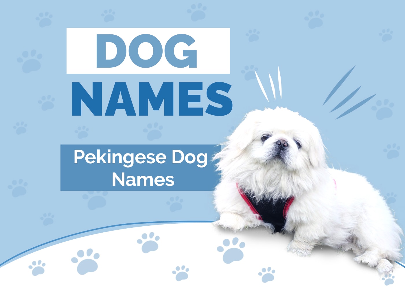 100+ Pekingese Dog Names: Meaningful, Fun & Cute Ideas