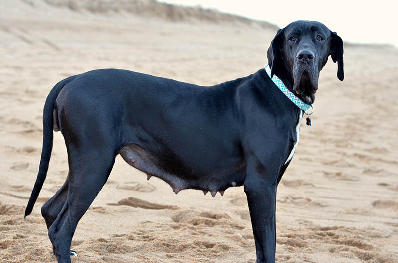 How Long Are Great Danes Pregnant? Vet-Approved Pregnancy Duration & Whelping Advice