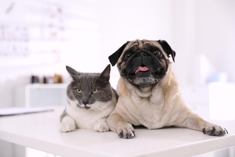 How Much Does ASPCA Pet Insurance Cost? 2026 Update