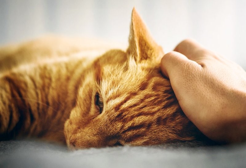 Can Cats Get Depressed? Vet-Verified Causes, Signs & Treatment