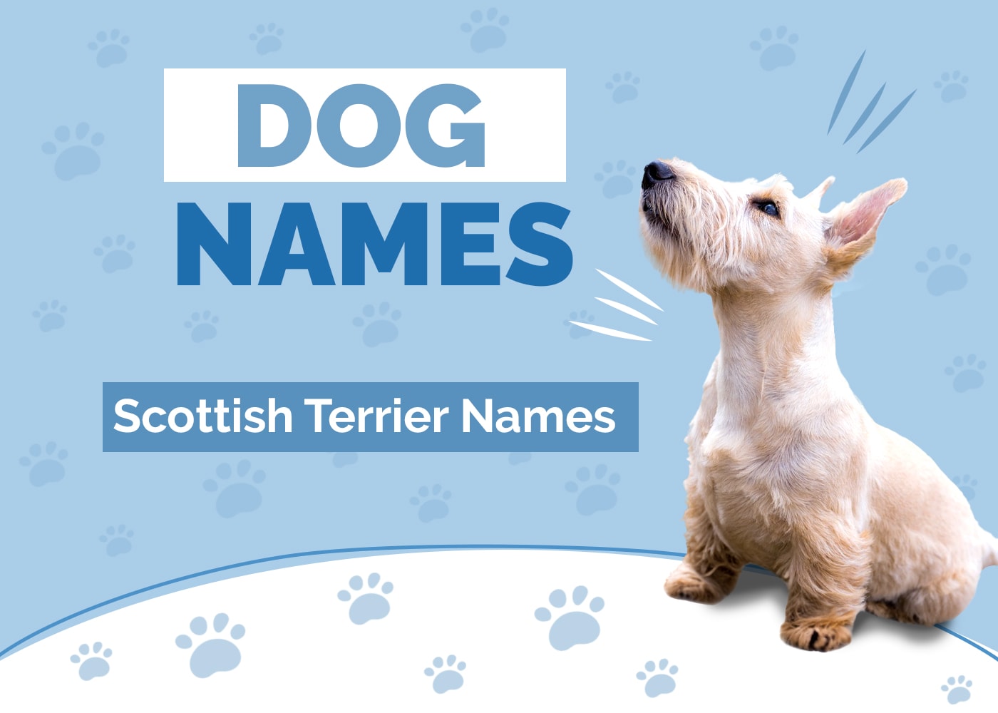 150+ Clever Scottish Terrier Names: Ideas for Sparky & Fun Dogs