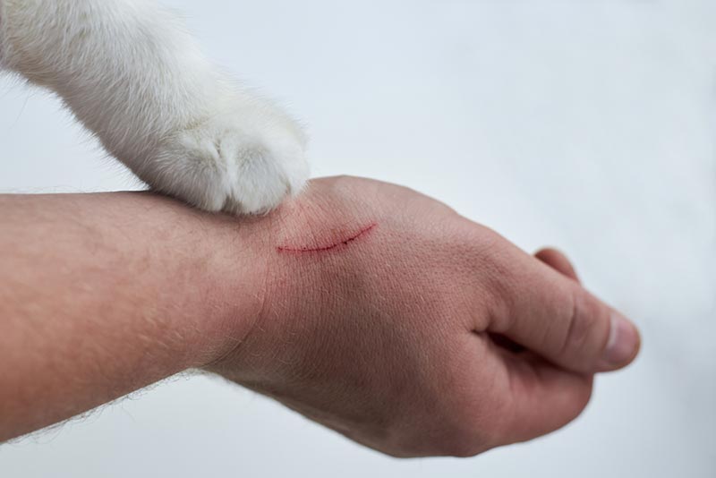 Can You Get Rabies From a Cat Scratch? Vet-Approved Signs, Prevention, & FAQ