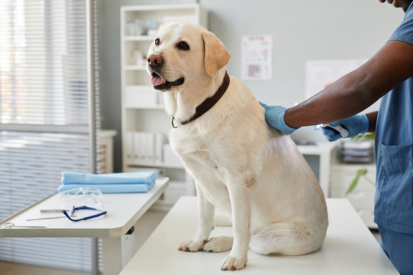 How Often Does a Dog Need Rabies Shots?