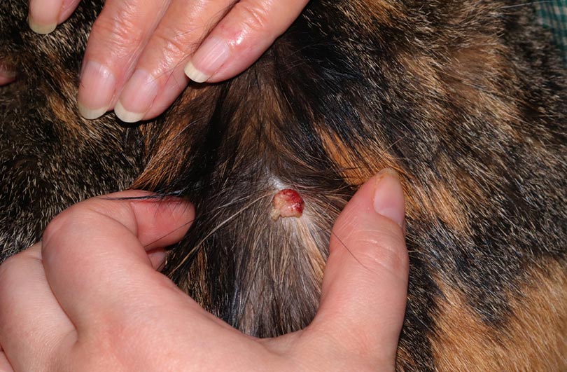 Skin Tumors in Cats - Taking a Look at Histiocytomas (Vet Answer)