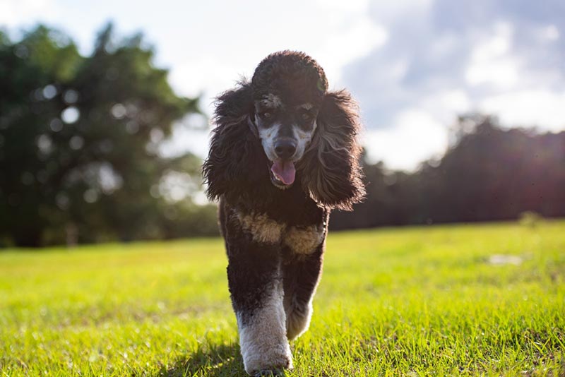 How Big Do Standard Poodles Get? Average Growth and Weight Chart
