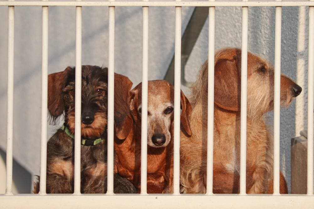 10 Best Christmas Tree Fences for Dogs - 2026 Reviews & Top Picks