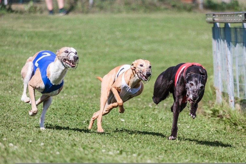 three whippet dogs running outside