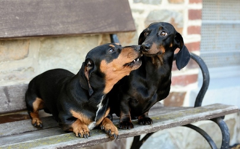 two dachshund dogs sitting on a bench outdoor