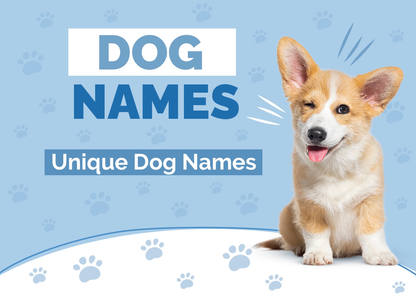 170 Unique Dog Names: Uncommon & Silly Options for Your Pup