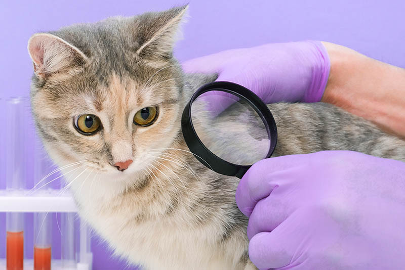 Papillomas in Cats: Causes, Signs, and Care (Vet Answer)