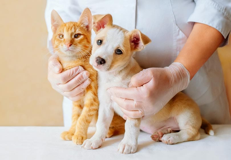 How Much Does USAA Pet Insurance Cost? 2026 Update
