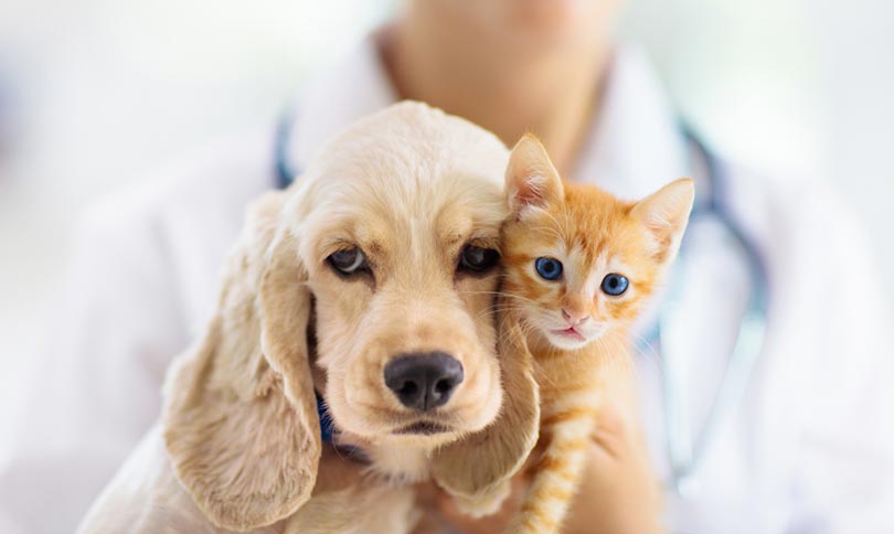 What Is the Cost of Banfield Pet Insurance? Updated in 2026