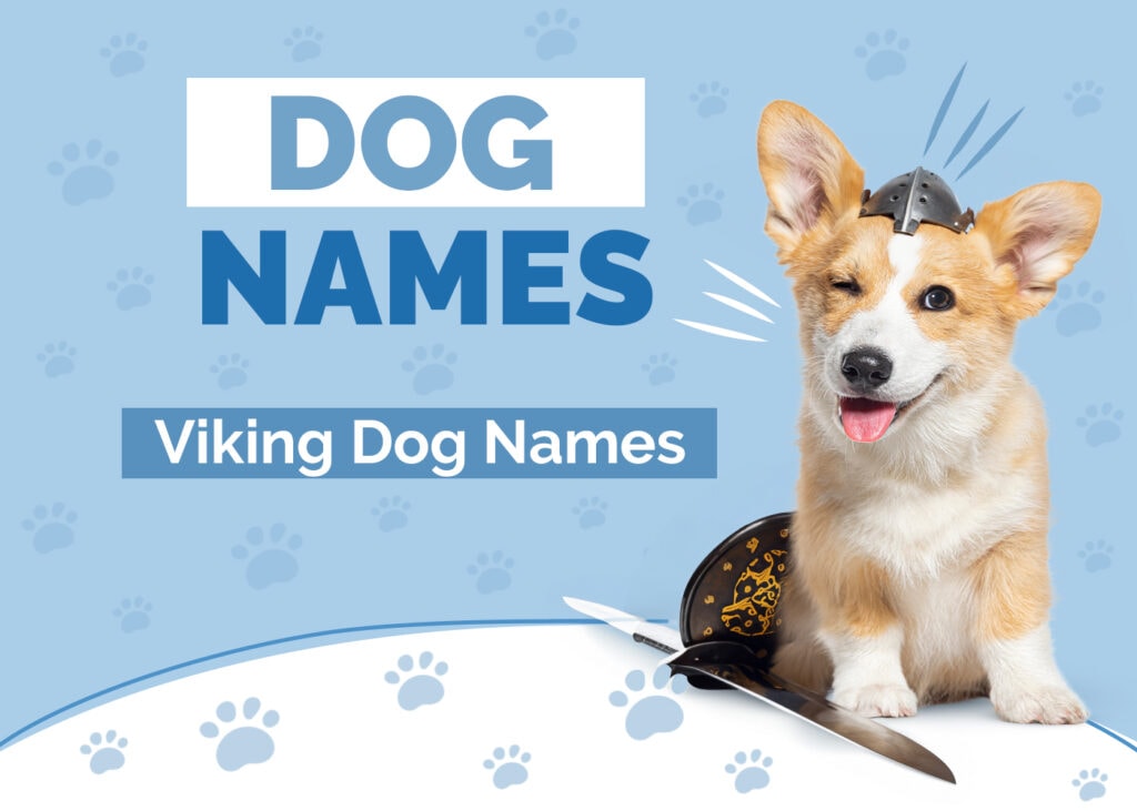 190+ Viking Dog Names: Norse Warrior & Mythological Ideas