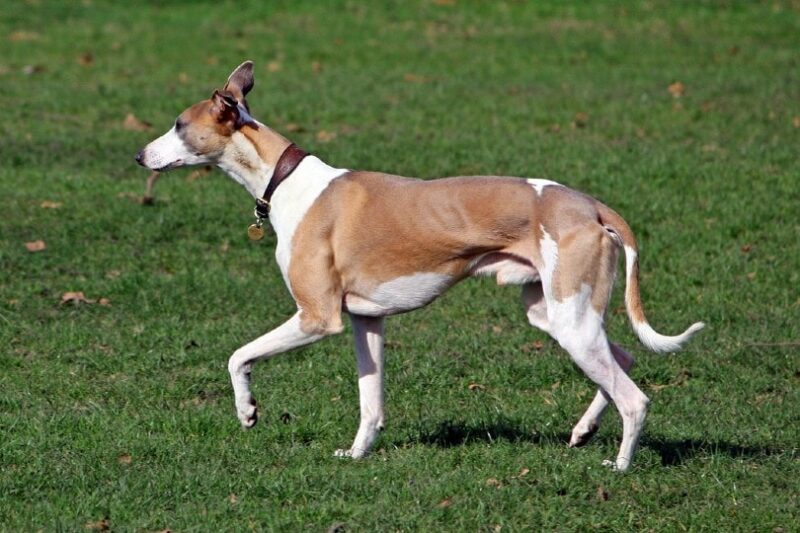 How Much Exercise Does a Whippet Need? Vet-Reviewed Breed Facts & Tips