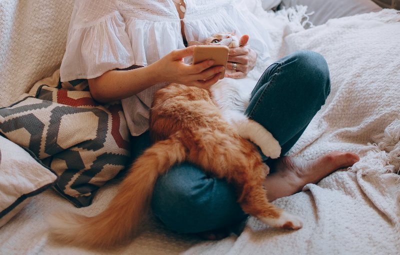 Why Has Cat Started Laying On You All of a Sudden? 13 Vet-Reviewed Reasons