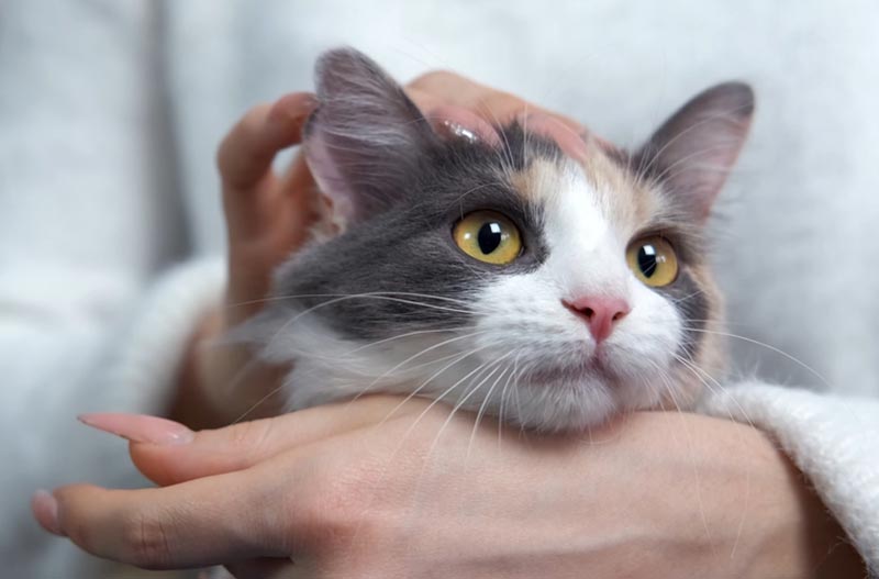6 Great Scents to Help Calm Your Cat: Vet-Approved Aromatherapy