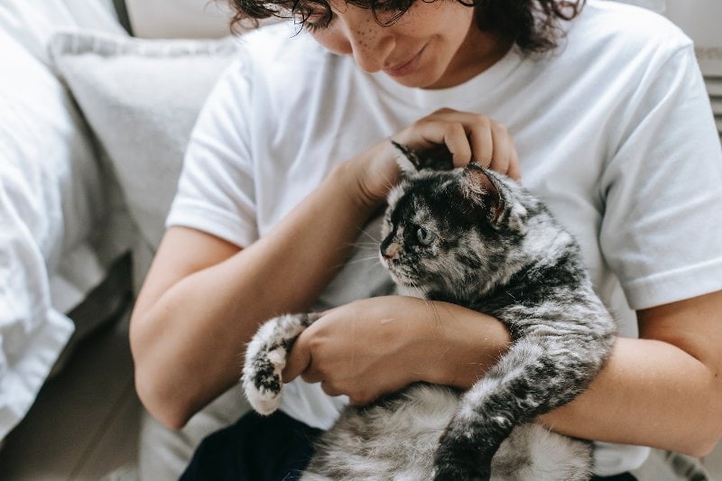 Does My Cat Have to Fast Before Surgery?Vet-Verified Facts & Info