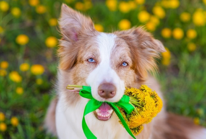 How Long Can Australian Shepherds Be Left Alone? Time Limits & Considerations